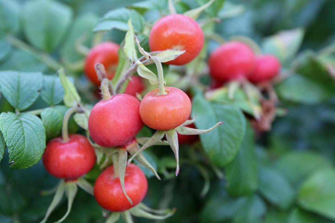 Natuurlijk Genieten Bemmel Exterior foto
